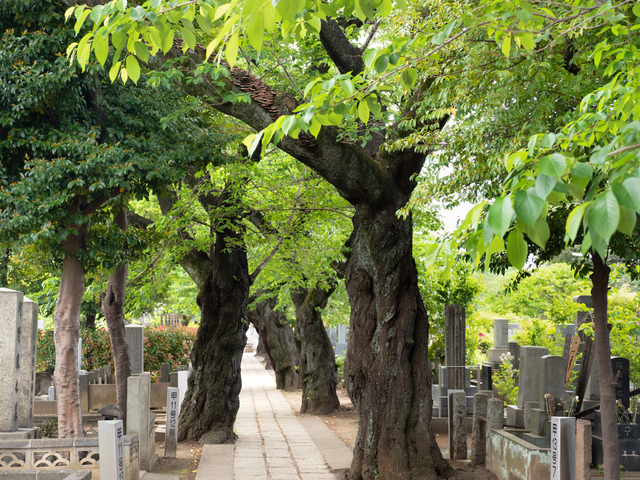 谷中や上野公園など、自然と歴史を身近に感じられる環境