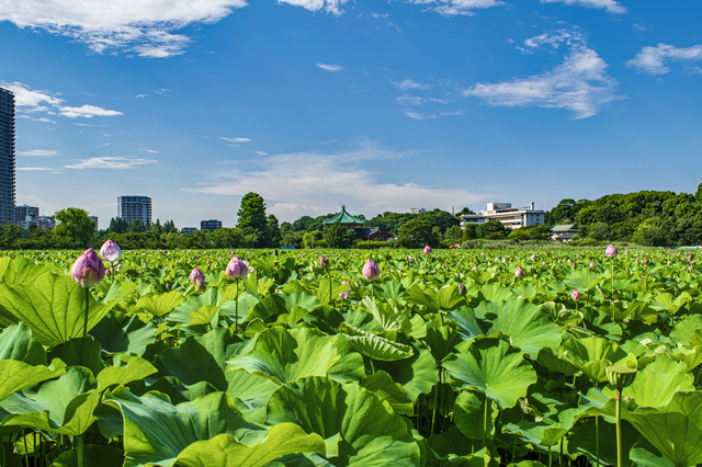 四季を感じながら過ごせる「上野公園」